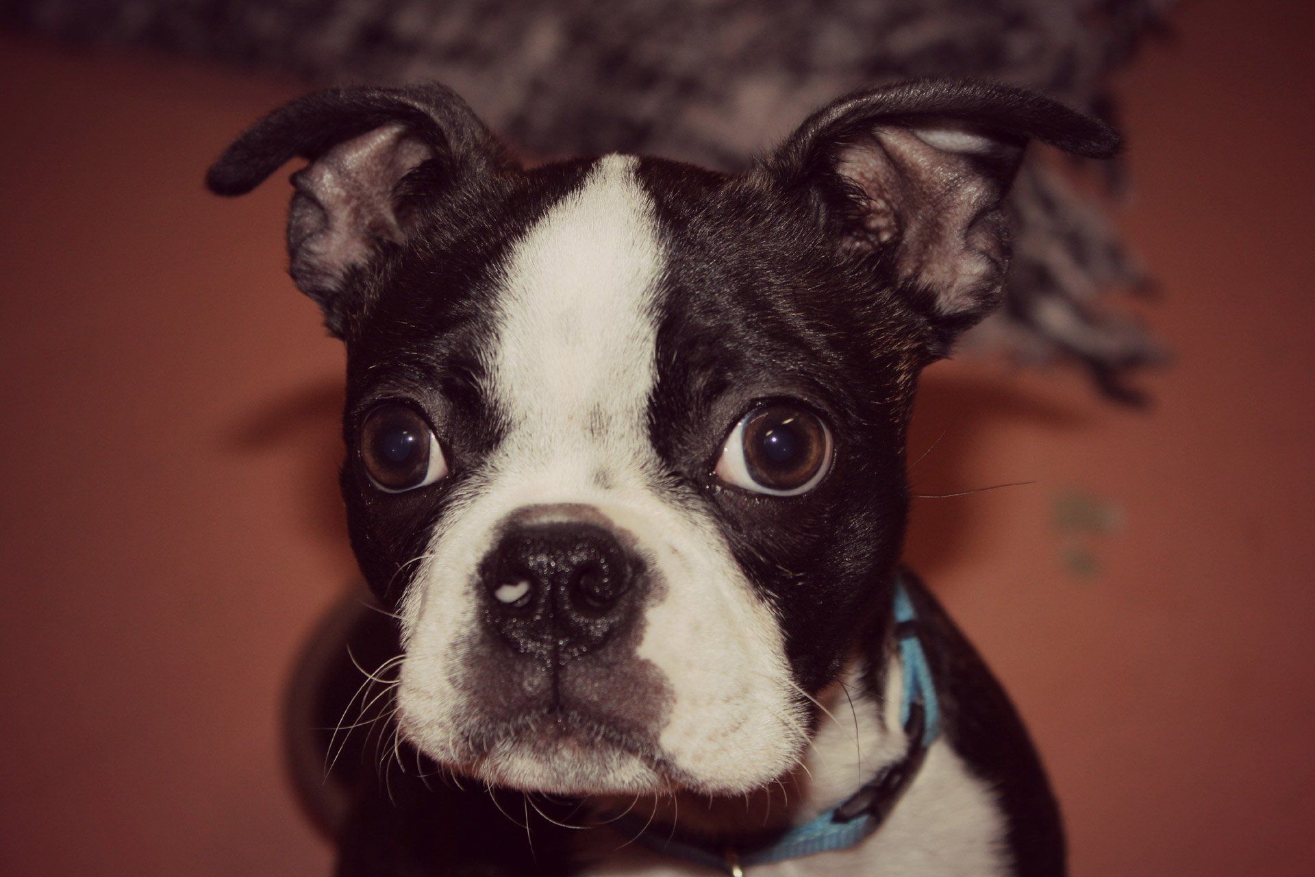 Black Pug
