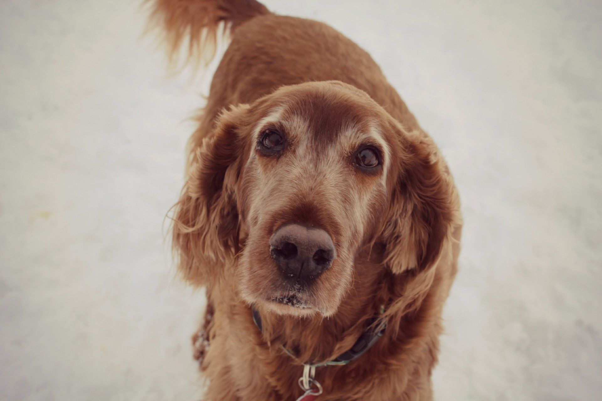 Brown curly haired dog