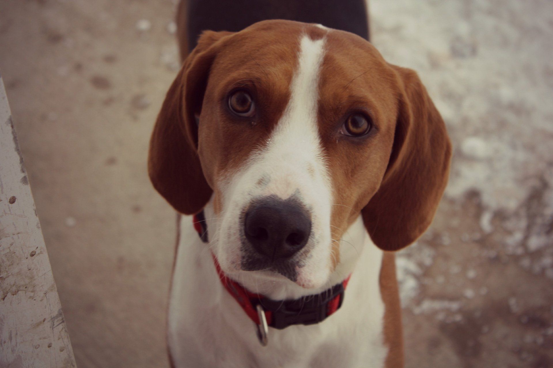 Beagle