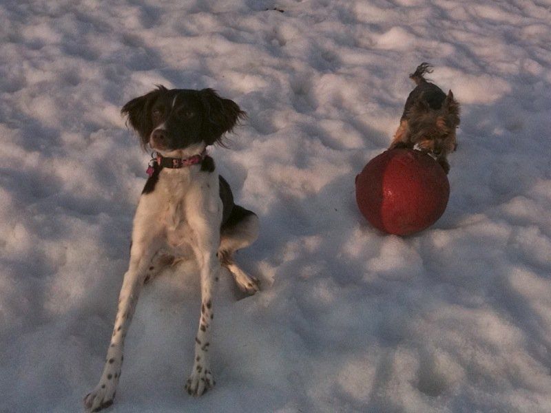 Two Dogs looking at the camera