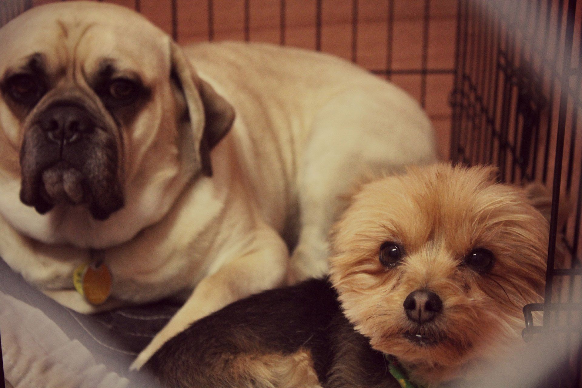 Two Clean Dogs