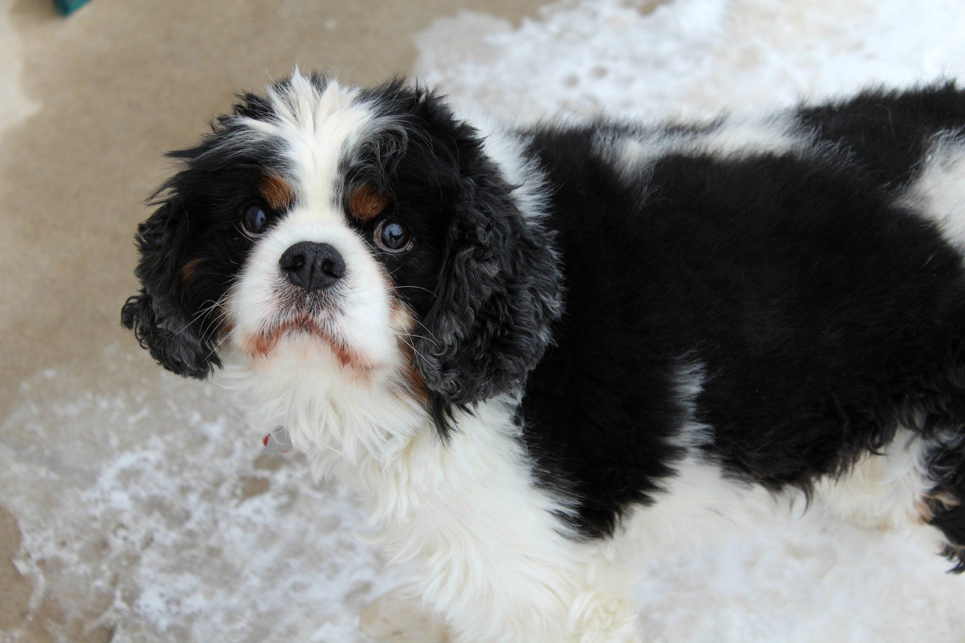 White and Black small dog