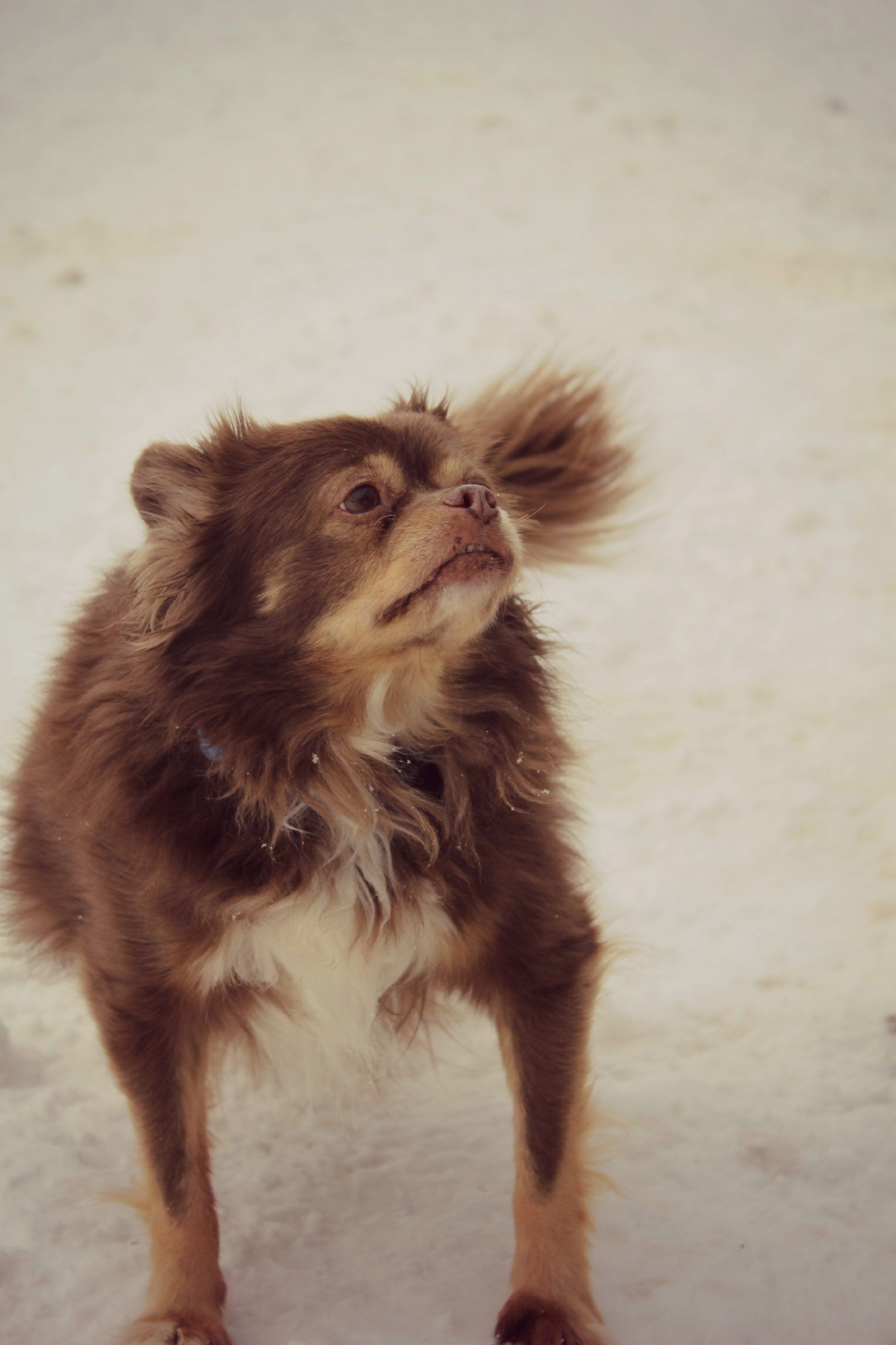 Brown small dog