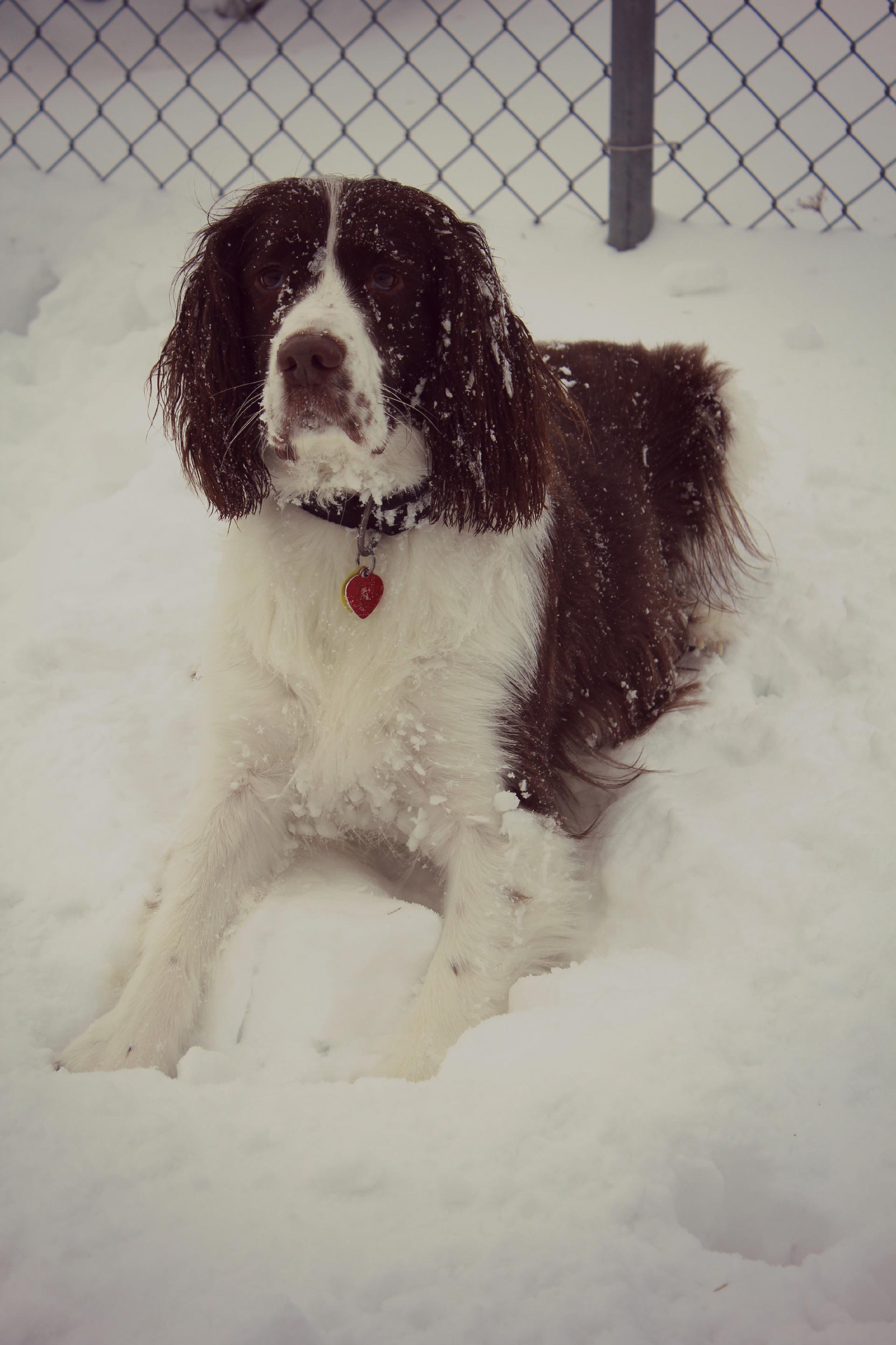 Big white and black dog