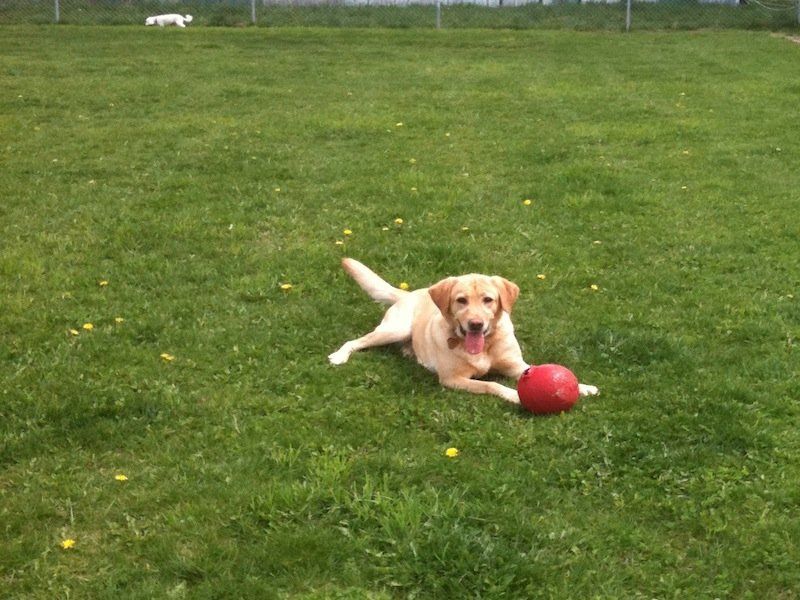 Cute dog playing ball