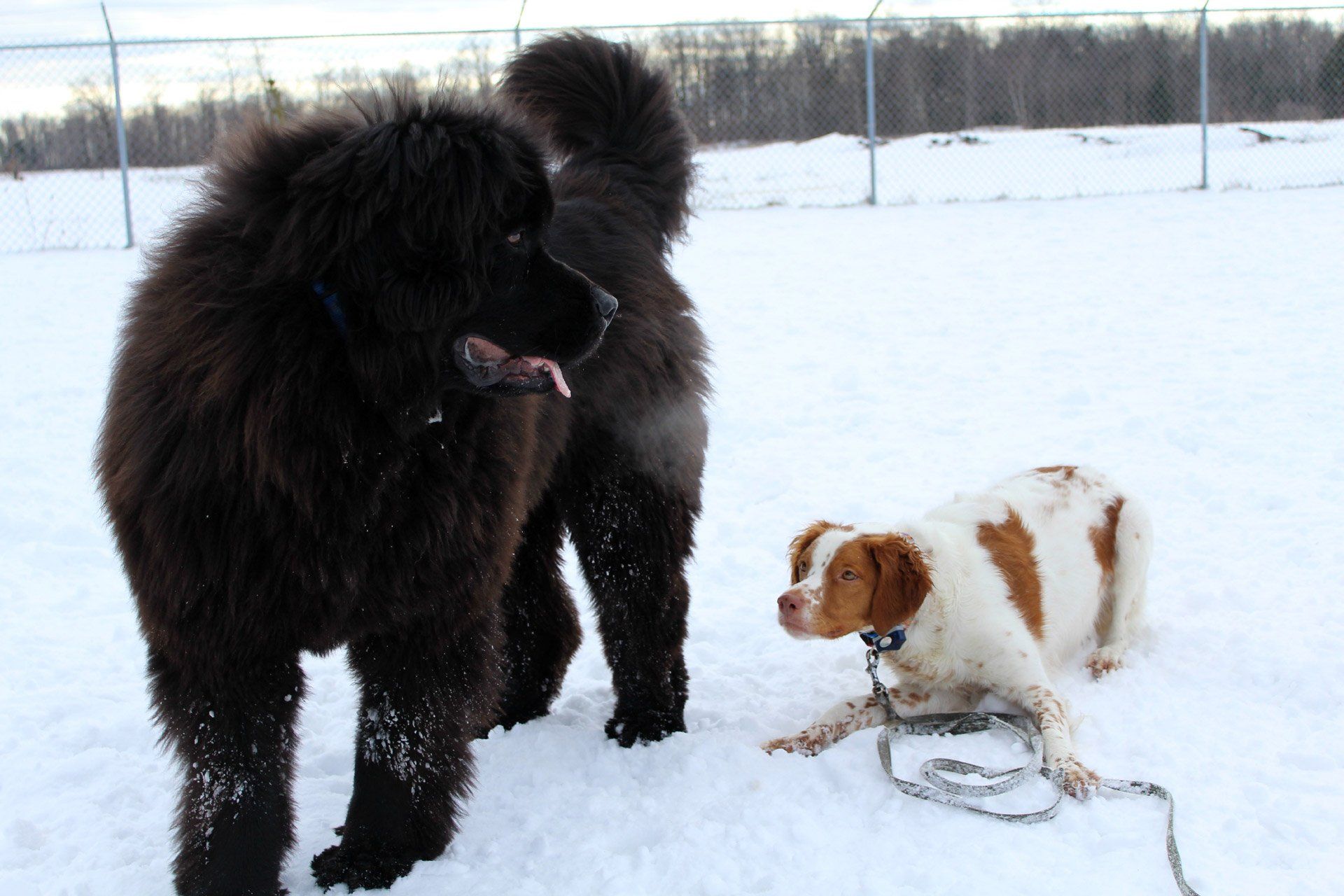 Big and small dog