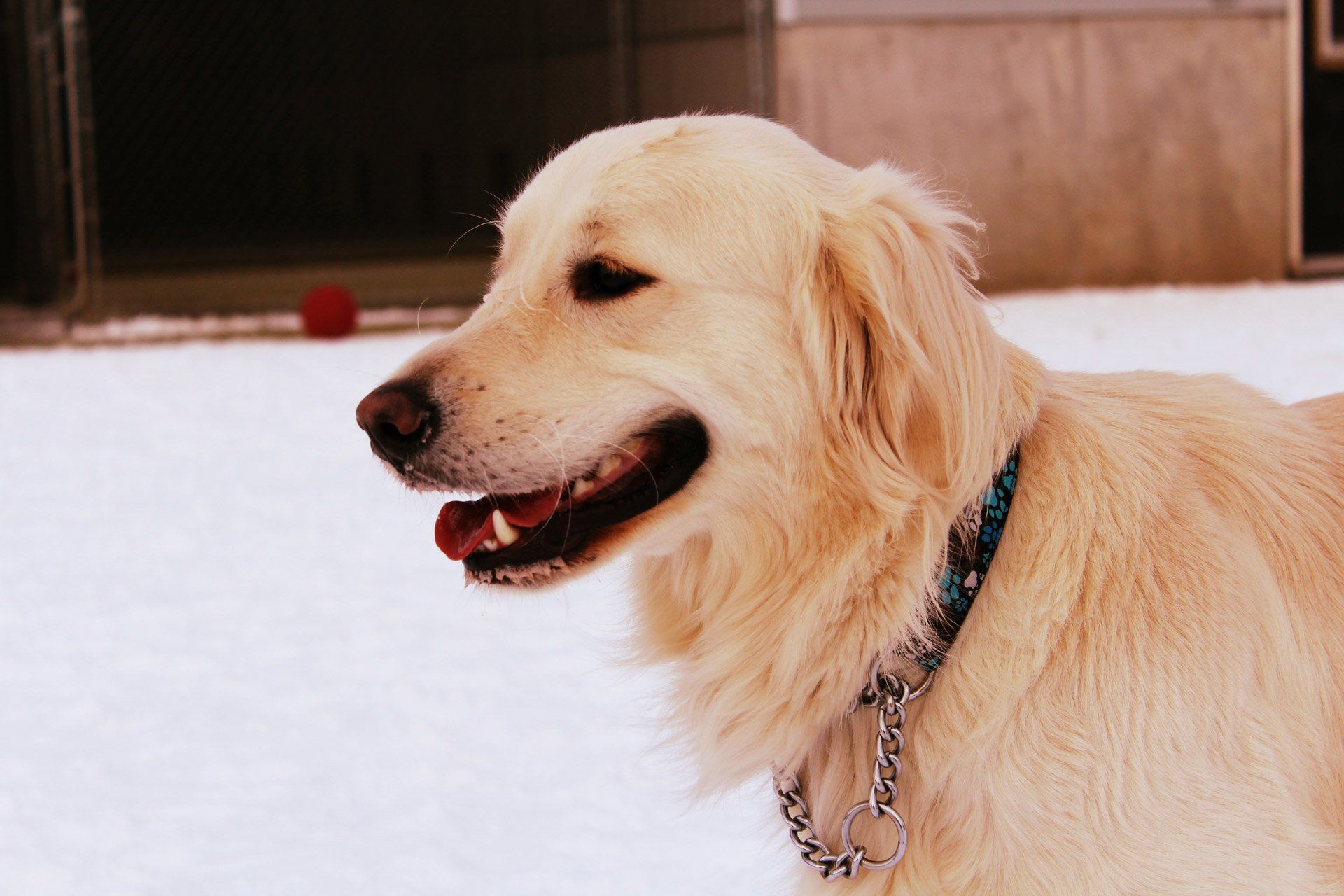 Golden Retriever