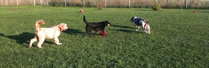 Dogs on grass