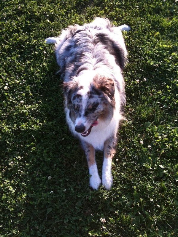 Dog on Grass