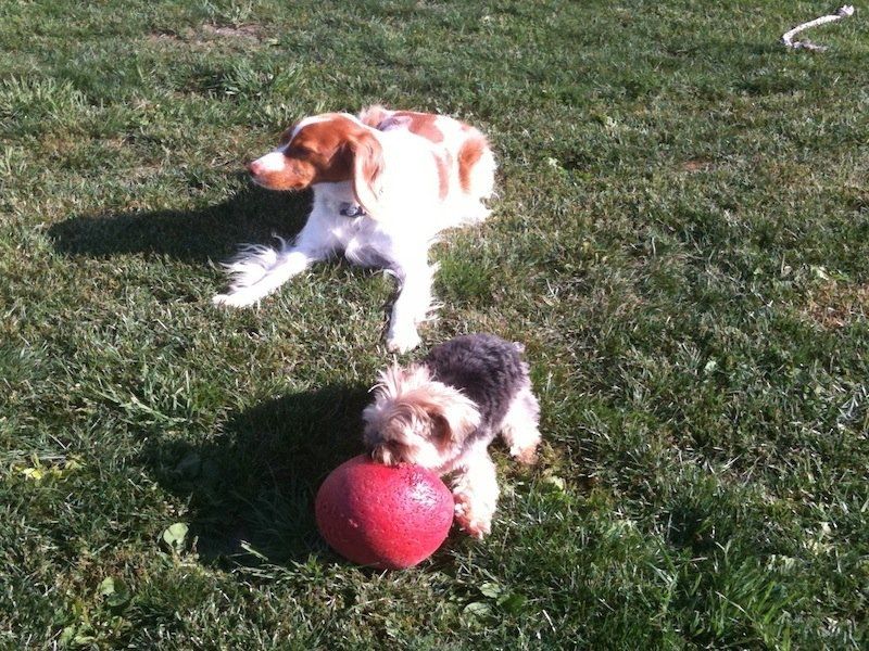 Two dogs with red ball
