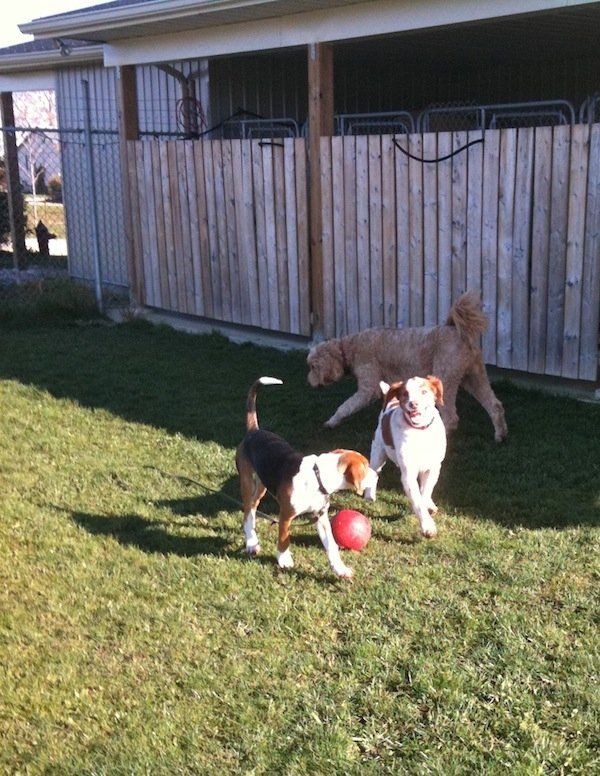Two Dogs outside