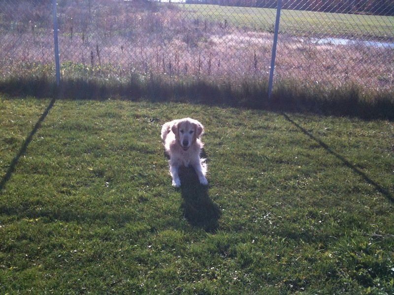 White dog on sunshine