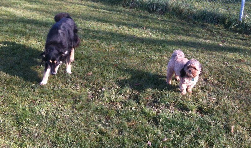 Morning with dogs