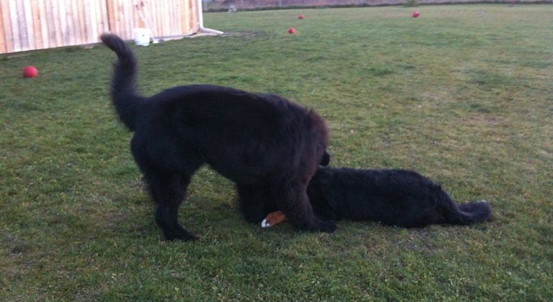 Black Dog shadow
