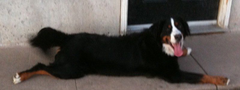 Happy Dog