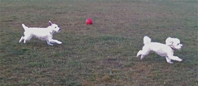 Two white dogs playing red ball