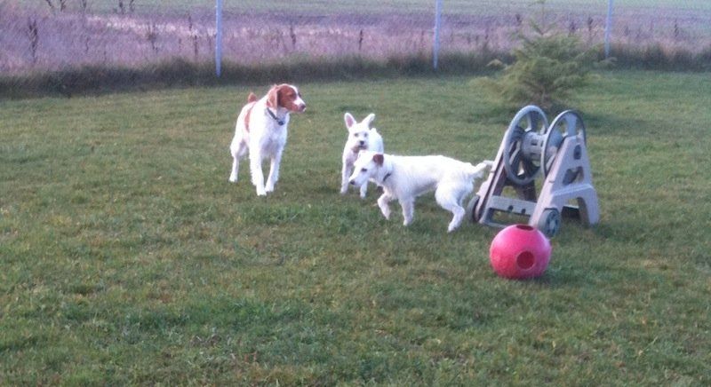 Dogs playing red ball