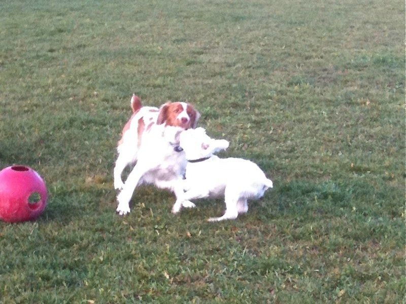 Happy Dogs