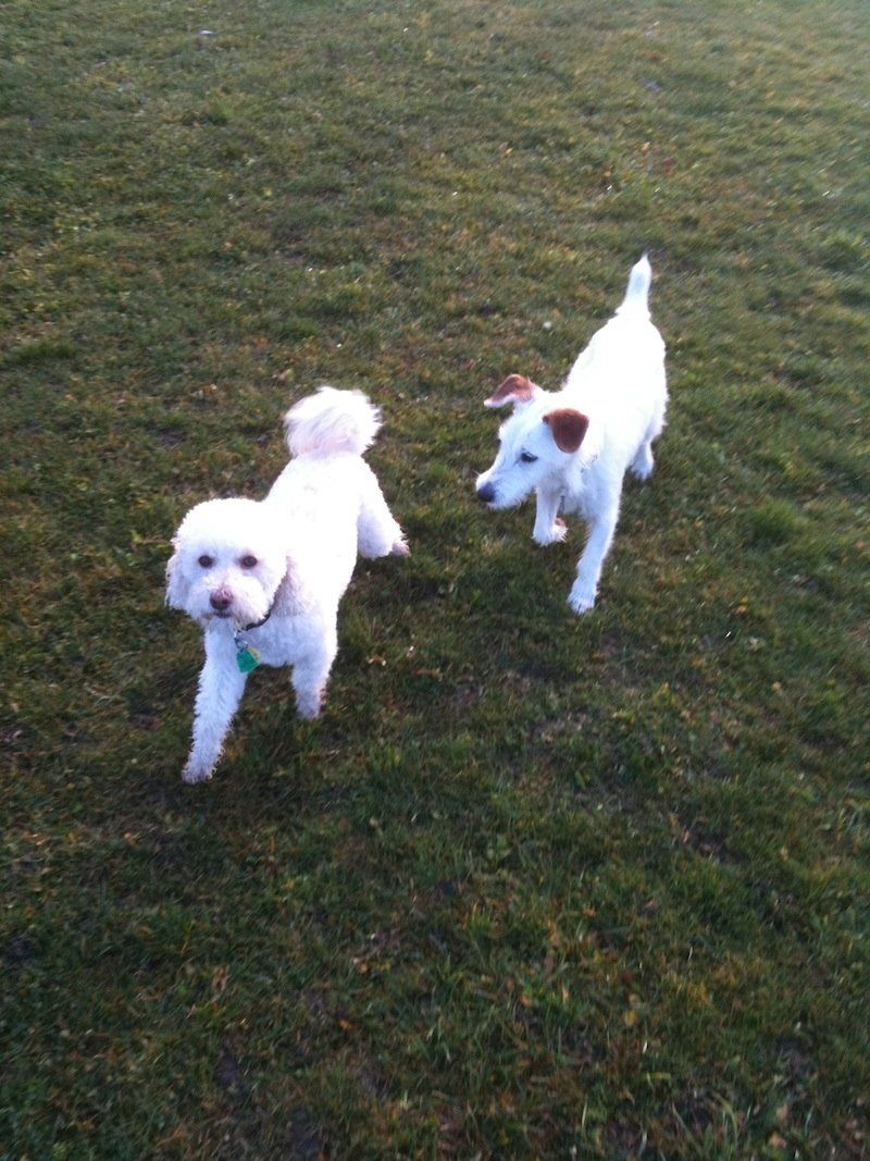 Two Dogs Walking