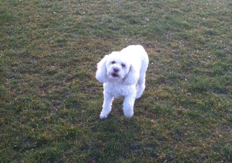Cute White Dog