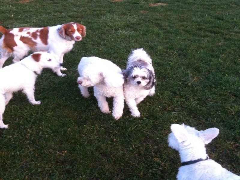 Cute Dogs