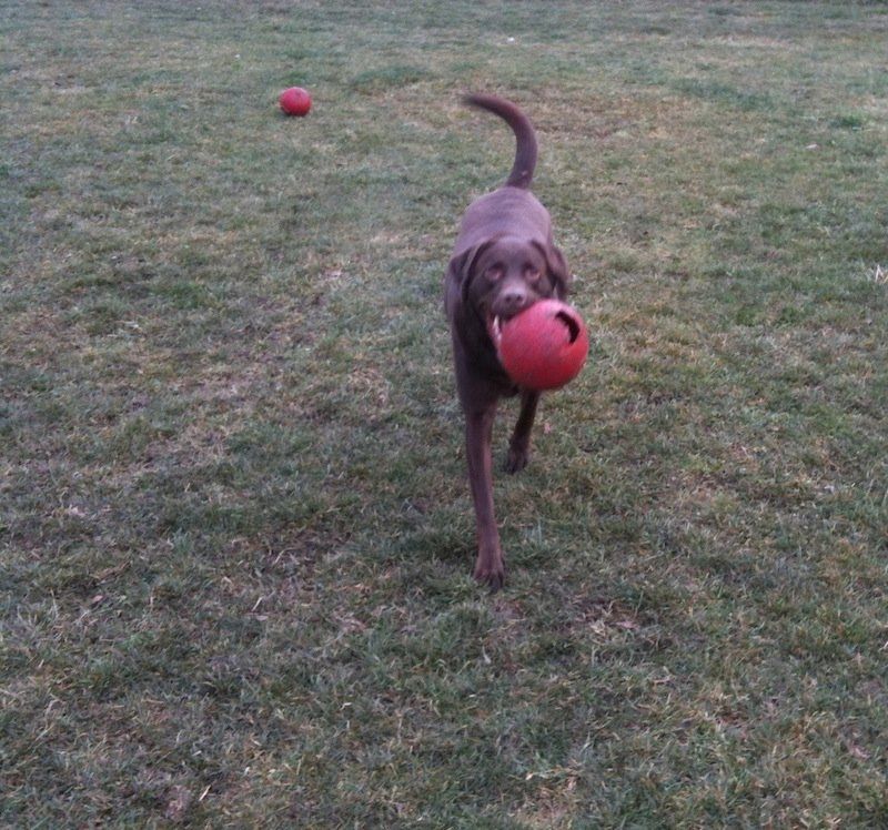 Big Dog biting a red ball