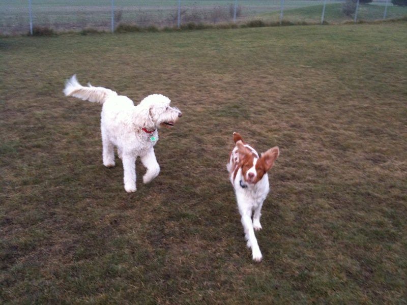 Two thin dogs