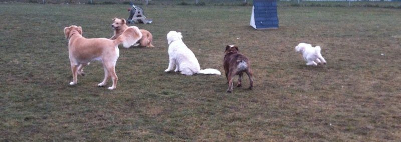 Five dogs on the field