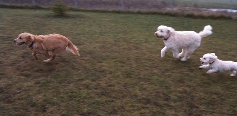White dog chasing another dog