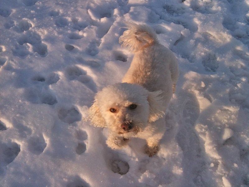 Dog On Snow