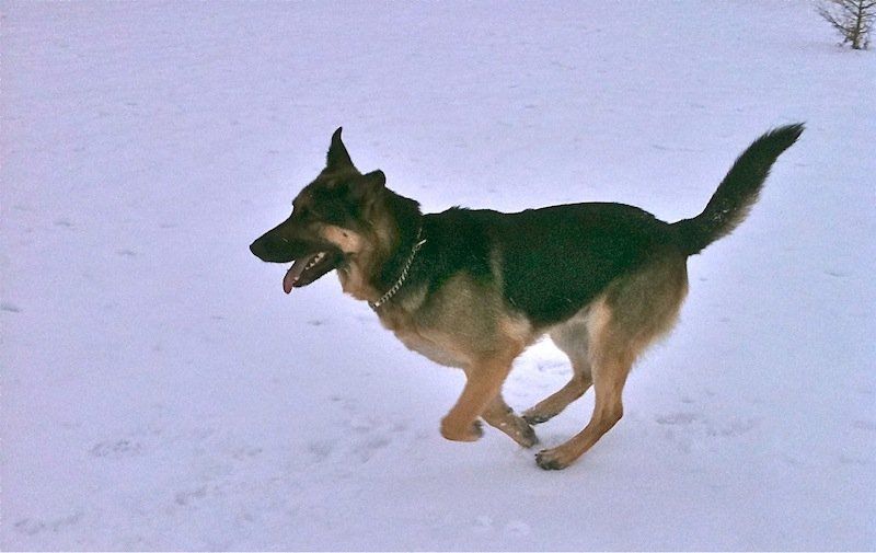 German Shepherd