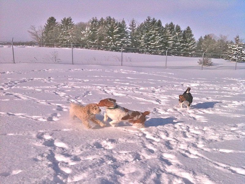 Dogs playing on snow
