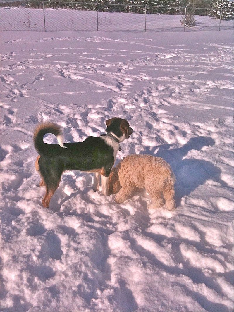 Two Dogs on snow