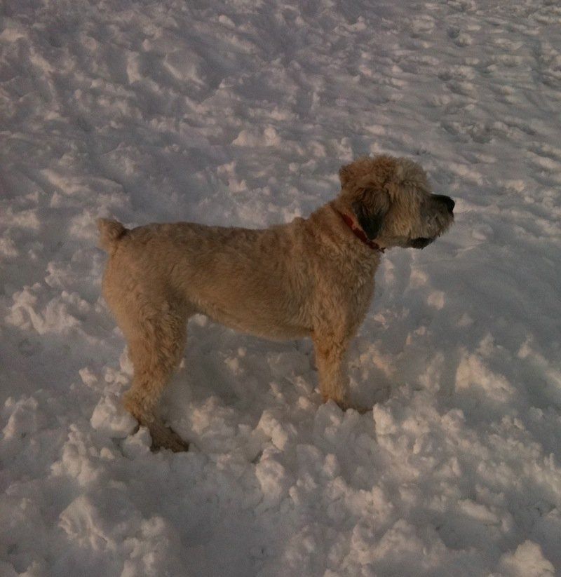 Brown Dog on snow