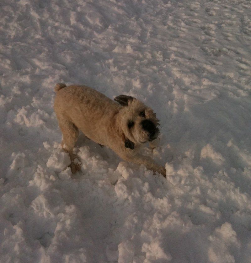 Happy Dog on snow