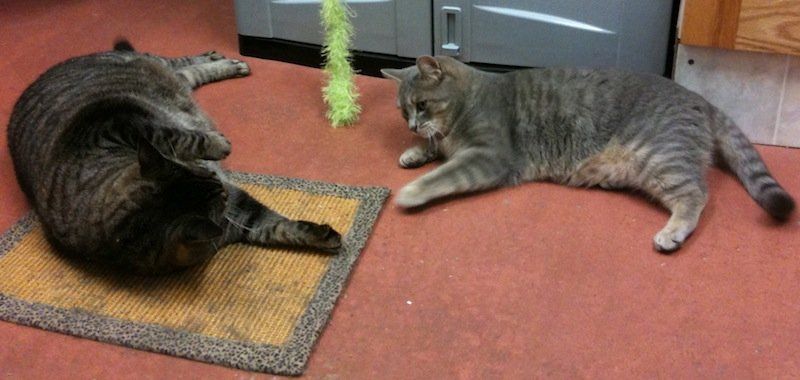 Cats