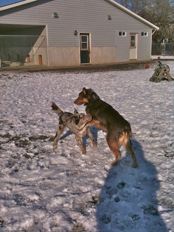 Dogs on snow