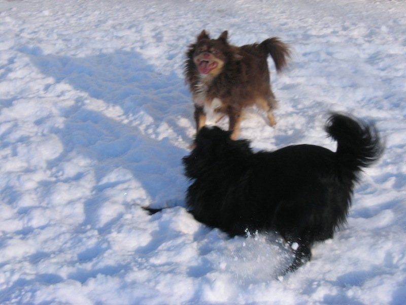 Black dog on snow