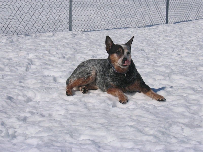 Dog sitting on snow