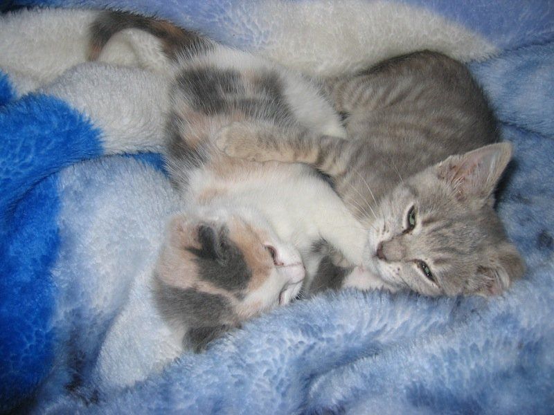 Cat and Kittens