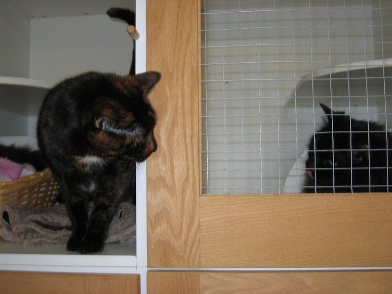 Black cat on the room