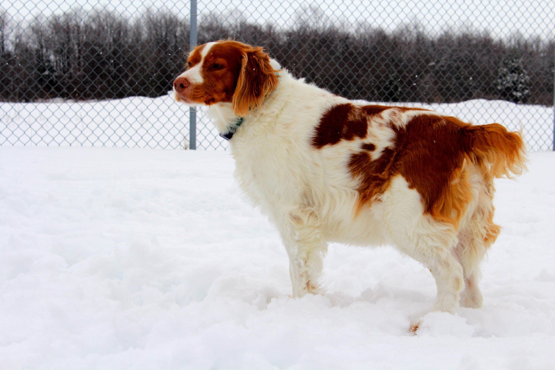White and brown dog on snow