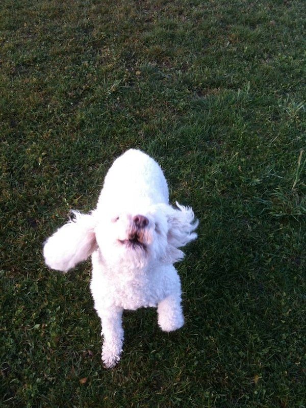 Cute Dog Barking