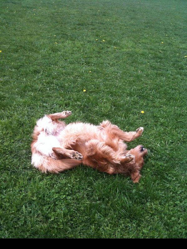 Dog Playing Dead
