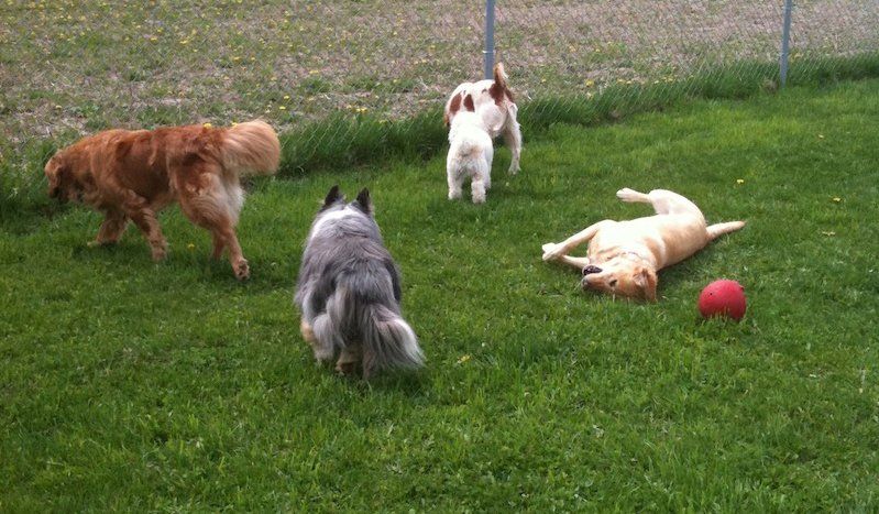 Dogs