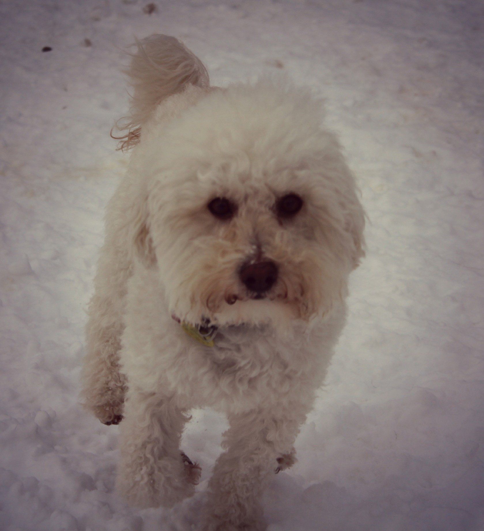Poodle