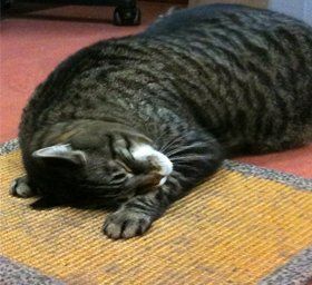 Sleeping Cat