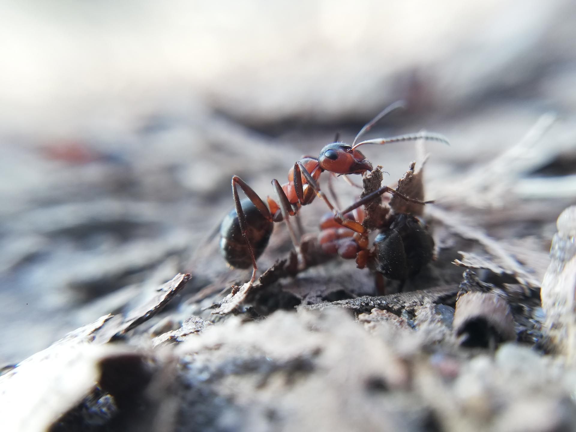 Two ants are fighting over a piece of wood on the ground.