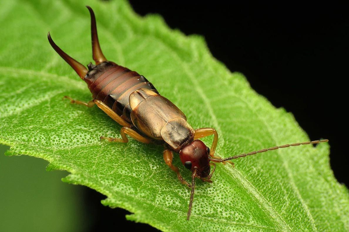 A close up of a bug on a green leaf.