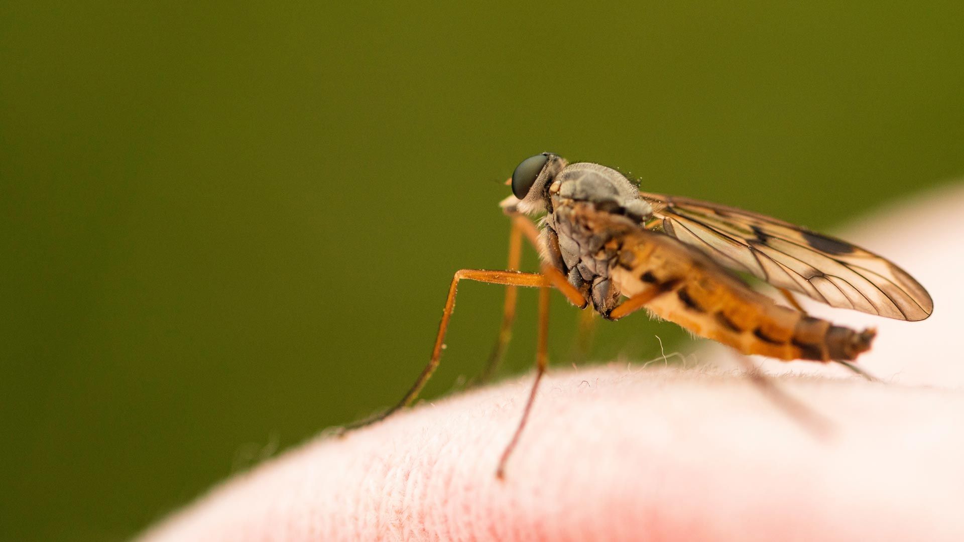 A close up of a mosquito biting a person 's arm.